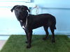 adoptable Dog in  named WILBUR
