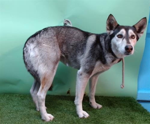 adoptable Dog in Gardena, CA named HAILEY