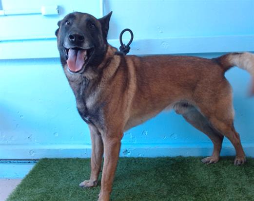 adoptable Dog in Gardena, CA named SCOOBY