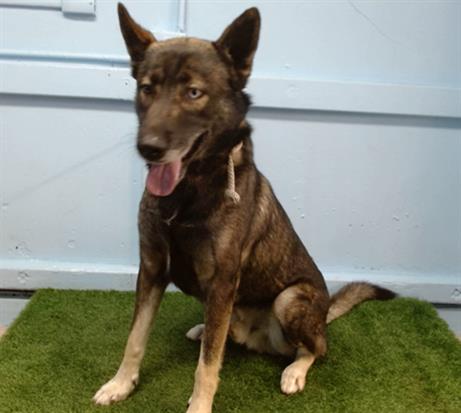 adoptable Dog in Gardena, CA named KOBE