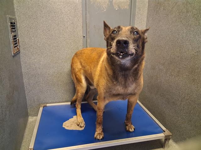 adoptable Dog in Gardena, CA named OSO