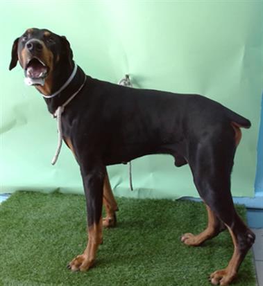 adoptable Dog in Gardena, CA named SUKA