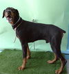 adoptable Dog in  named SUKA
