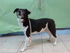 adoptable Dog in  named ROMEO