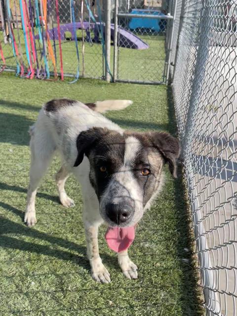 adoptable Dog in Gardena, CA named DAISY