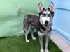 adoptable Dog in  named LANA