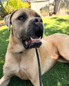 adoptable Dog in  named GAIA