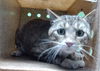 adoptable Cat in Gardena, CA named PAWKER