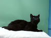 adoptable Cat in Gardena, CA named BILLY BUTCHERSON