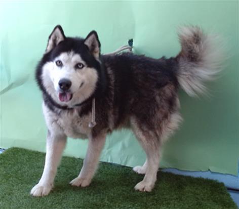 adoptable Dog in Gardena, CA named SAMSON