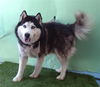 adoptable Dog in  named SAMSON