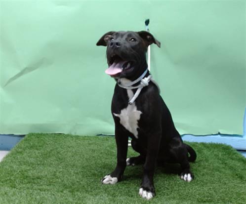 adoptable Dog in Gardena, CA named DOODLE