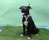 adoptable Dog in  named DOODLE