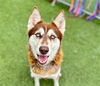adoptable Dog in Gardena, CA named MAPLE