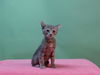 adoptable Cat in Gardena, CA named A5708804