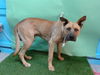 adoptable Dog in Gardena, CA named SCOOTER