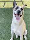 adoptable Dog in  named FRECKLES