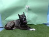 adoptable Dog in Gardena, CA named SHELLY