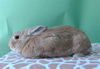 adoptable Rabbit in  named TANGO