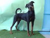 adoptable Dog in  named DOUGIE