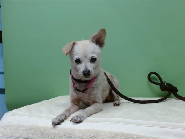 adoptable Dog in Gardena, CA named MELISSA
