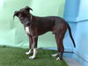 adoptable Dog in  named BRUNO