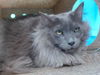 adoptable Cat in  named HUNTER