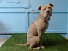adoptable Dog in  named TOFFEE