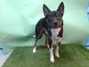 adoptable Dog in  named FABIOLA