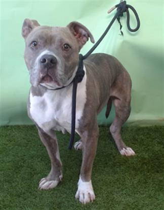 adoptable Dog in Gardena, CA named BAILEY