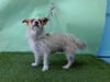 adoptable Dog in  named ZENA