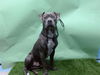 adoptable Dog in  named TAIKA
