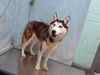 adoptable Dog in  named ZENA