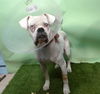 adoptable Dog in  named KLAUS