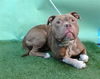 adoptable Dog in  named SOCKS