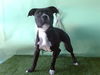 adoptable Dog in  named LOIS LANE