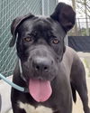 adoptable Dog in  named LOLA