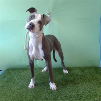 adoptable Dog in Gardena, CA named MILLIE