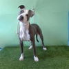 adoptable Dog in  named MILLIE