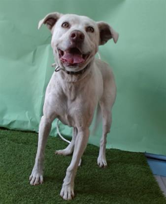 adoptable Dog in Gardena, CA named ZENA