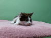 adoptable Cat in Gardena, CA named A5708624