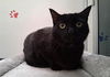 adoptable Cat in Gardena, CA named BROWN SUGAR