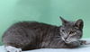 adoptable Cat in Gardena, CA named BONE