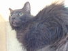 adoptable Cat in Gardena, CA named OSCAR