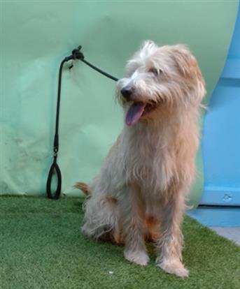 adoptable Dog in Gardena, CA named LOLO