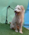 adoptable Dog in  named LOLO
