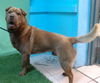 adoptable Dog in  named HUGO