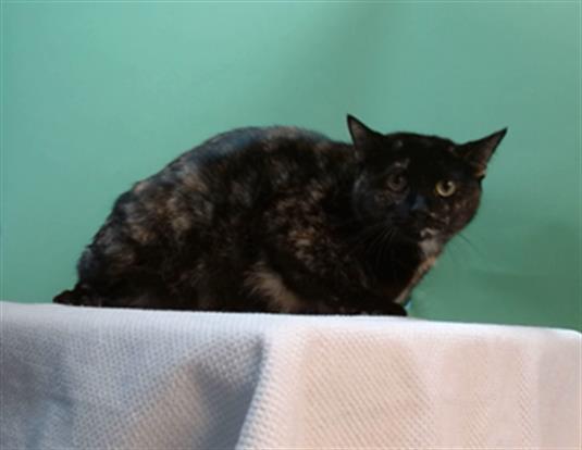 adoptable Cat in Gardena, CA named AXELATO