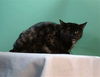 adoptable Cat in Gardena, CA named AXELATO