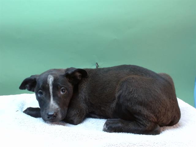 adoptable Dog in Gardena, CA named LANA